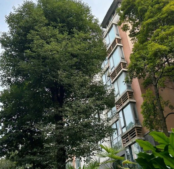 擒牛宝配资 宁可不要电梯，也要核心步梯房！为什么有钱人偷偷收购“步梯房”